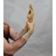 Mister B PREMIUM Rubber Gloves | Short Transparent