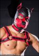 Build Your Own Neoprene K9 Hood | Small, XL or XXL