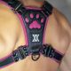 Boxer Barcelona Pux Puppy Control Harness - Black/Pink